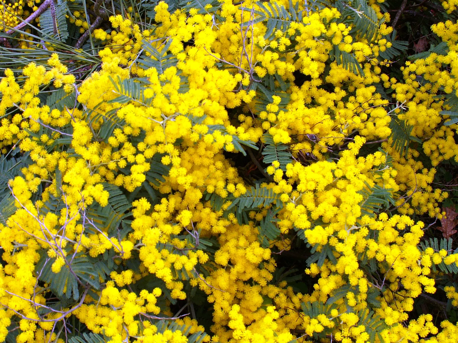 Yellow Dot (Wedelia Trilobata) — ground cover with yellow blooms; which allows for easy integration with other plants as underplantings or along borders