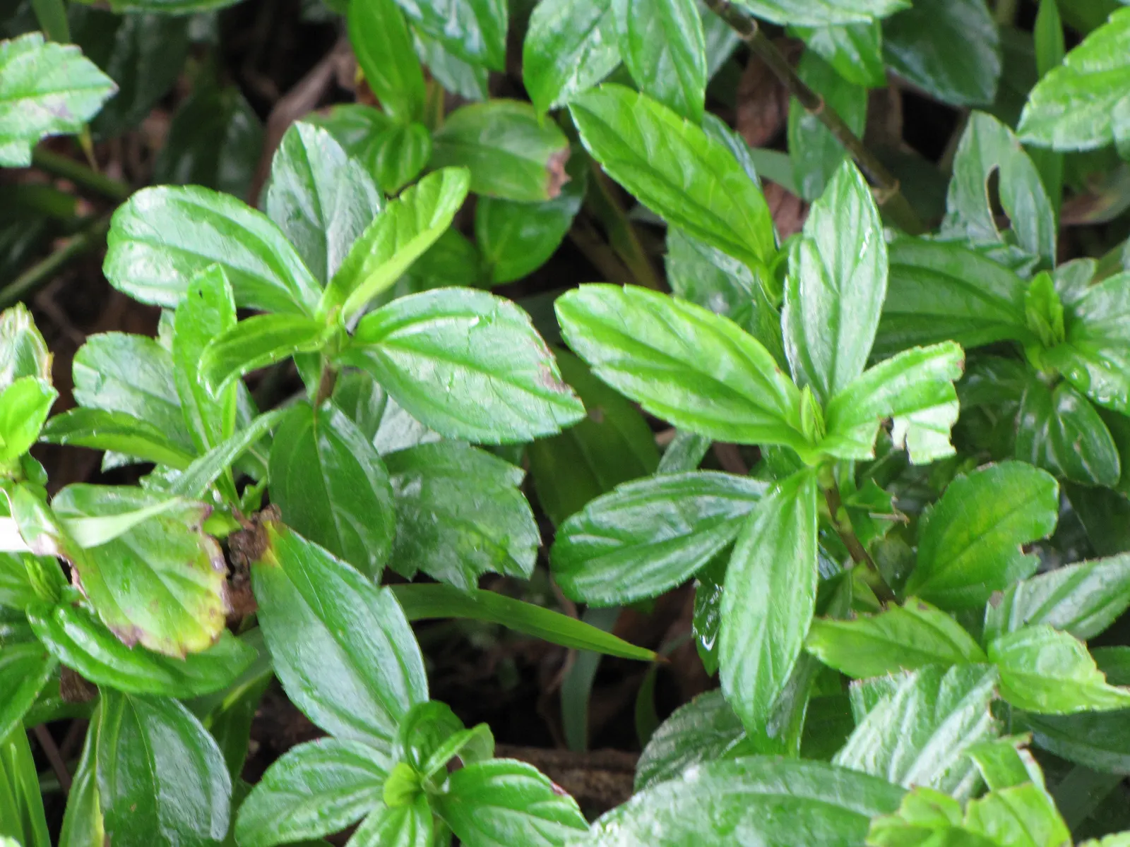 Yellow Dot (Wedelia Trilobata) — providing a long-lasting display of color.<br><br>For optimal growth