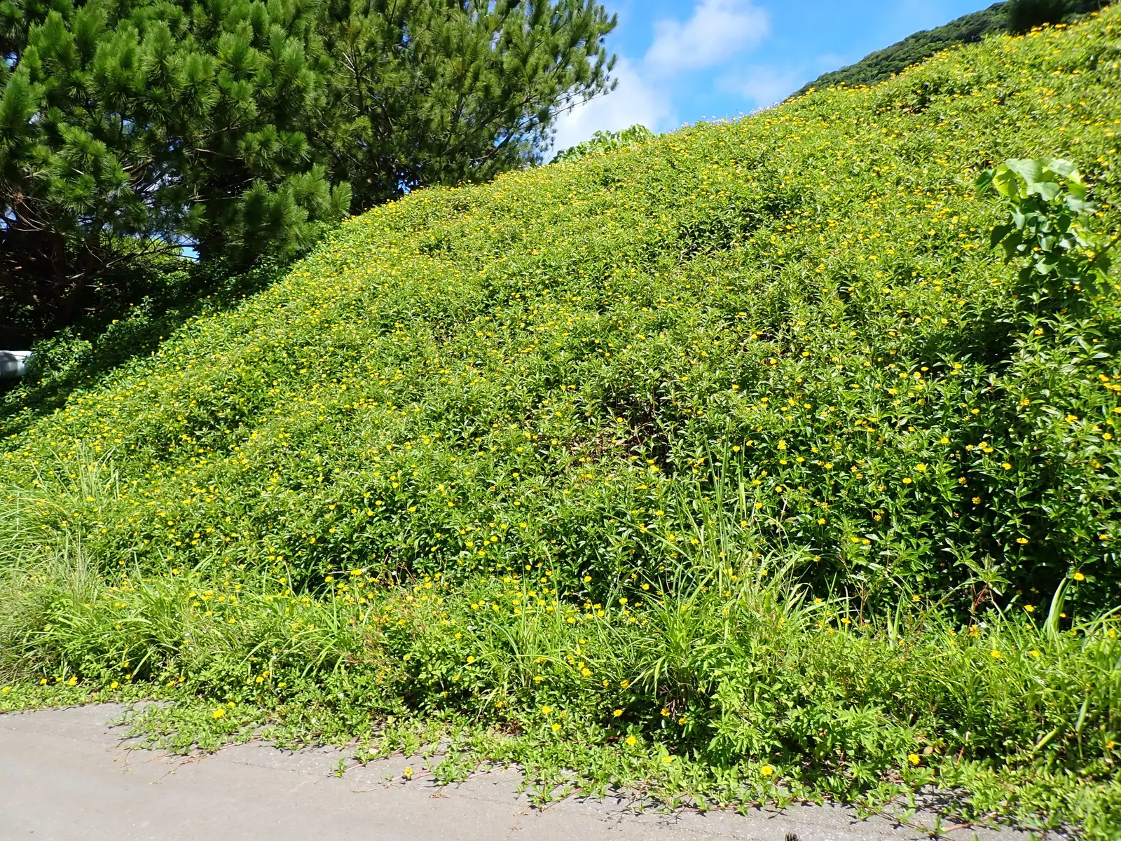 Yellow Dot (Wedelia Trilobata) — This perennial thrives in USDA zones 8-11 and spreads quickly to 3-4 feet wide