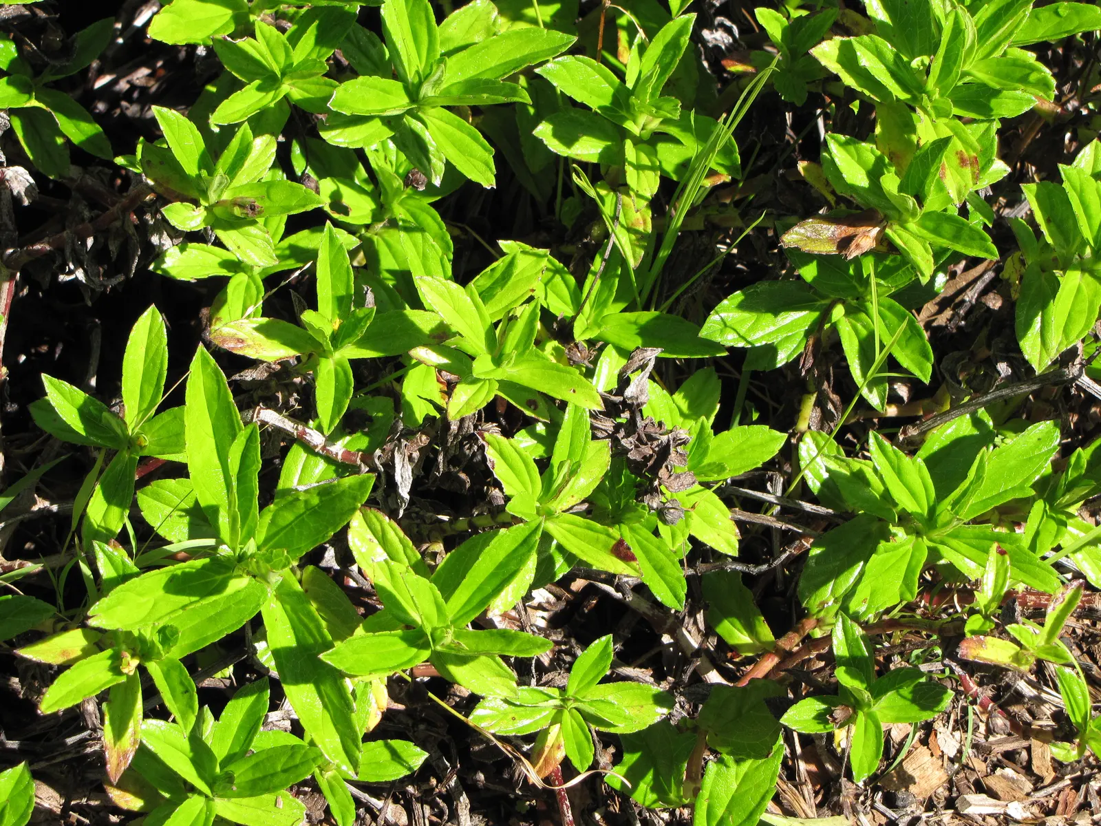 Yellow Dot (Wedelia Trilobata) — ground cover for full or half or shade