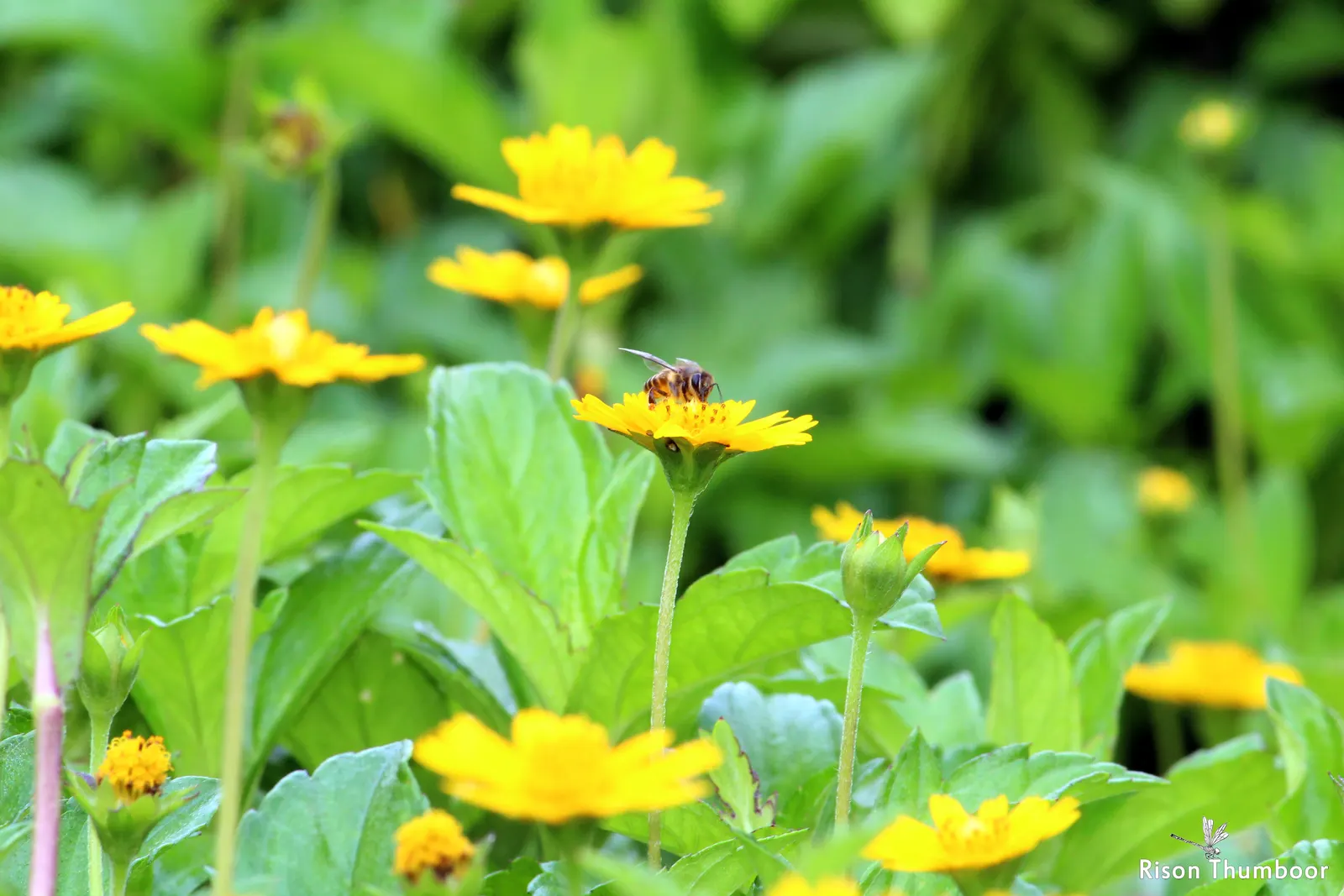 Yellow Dot (Wedelia Trilobata) — deep green leaves that are roughly 3 inches long; which allows for easy integration with other plants as underplantings or
