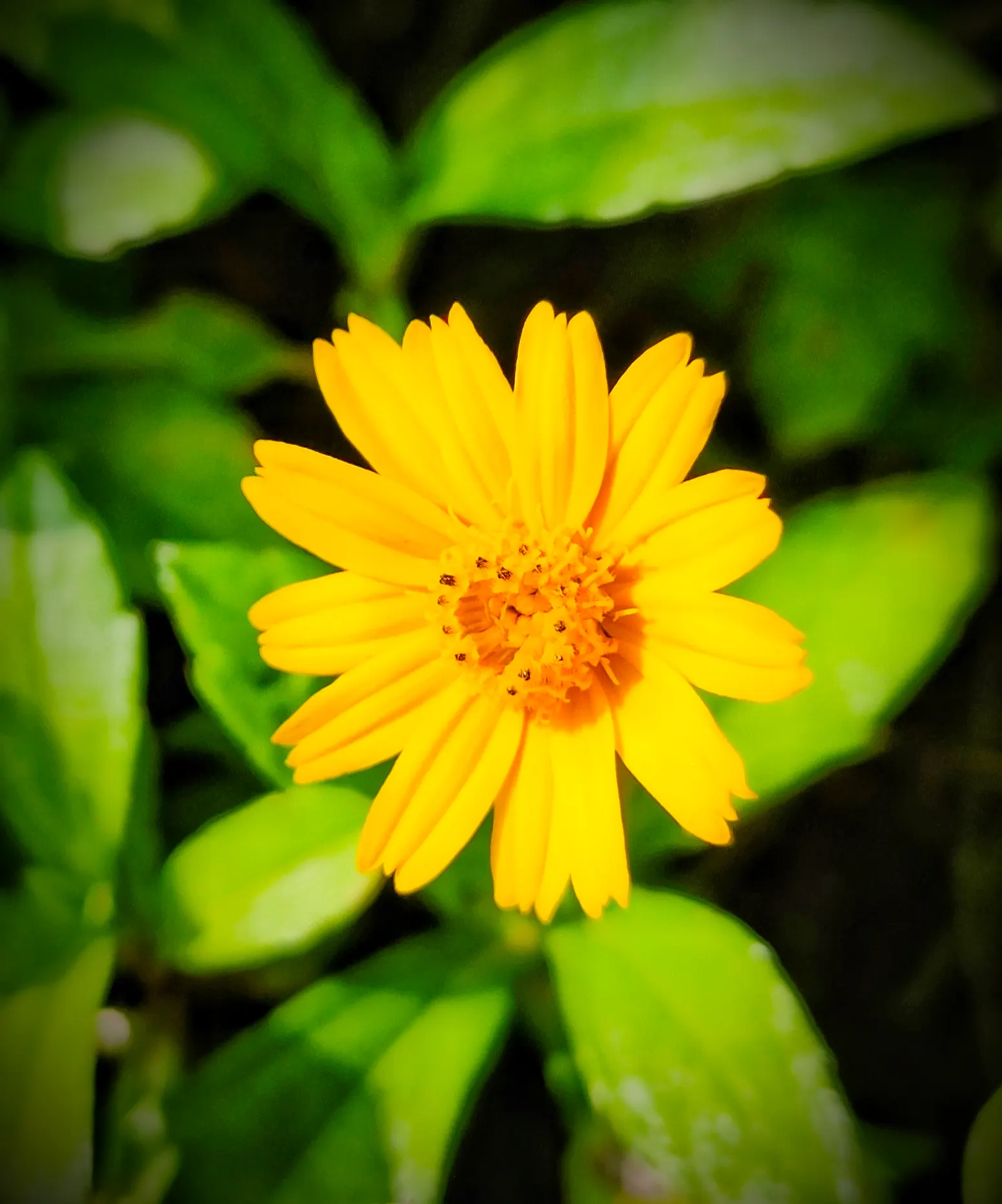 Yellow Dot (Wedelia Trilobata) — is a versatile and vibrant groundcover that can add a splash of color to any landscape design; this perennial, image 65