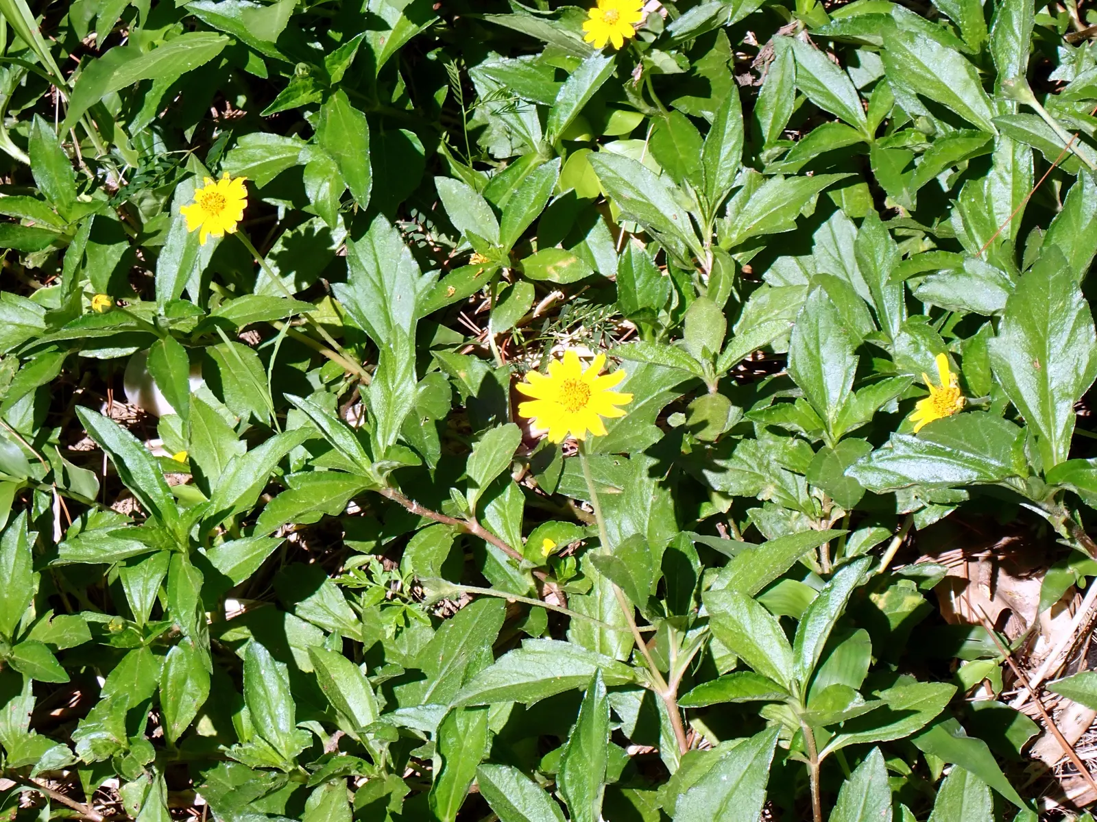 Yellow Dot (Wedelia Trilobata) — typically from late spring to early fall; as its flowers attract butterflies and bees, image 76