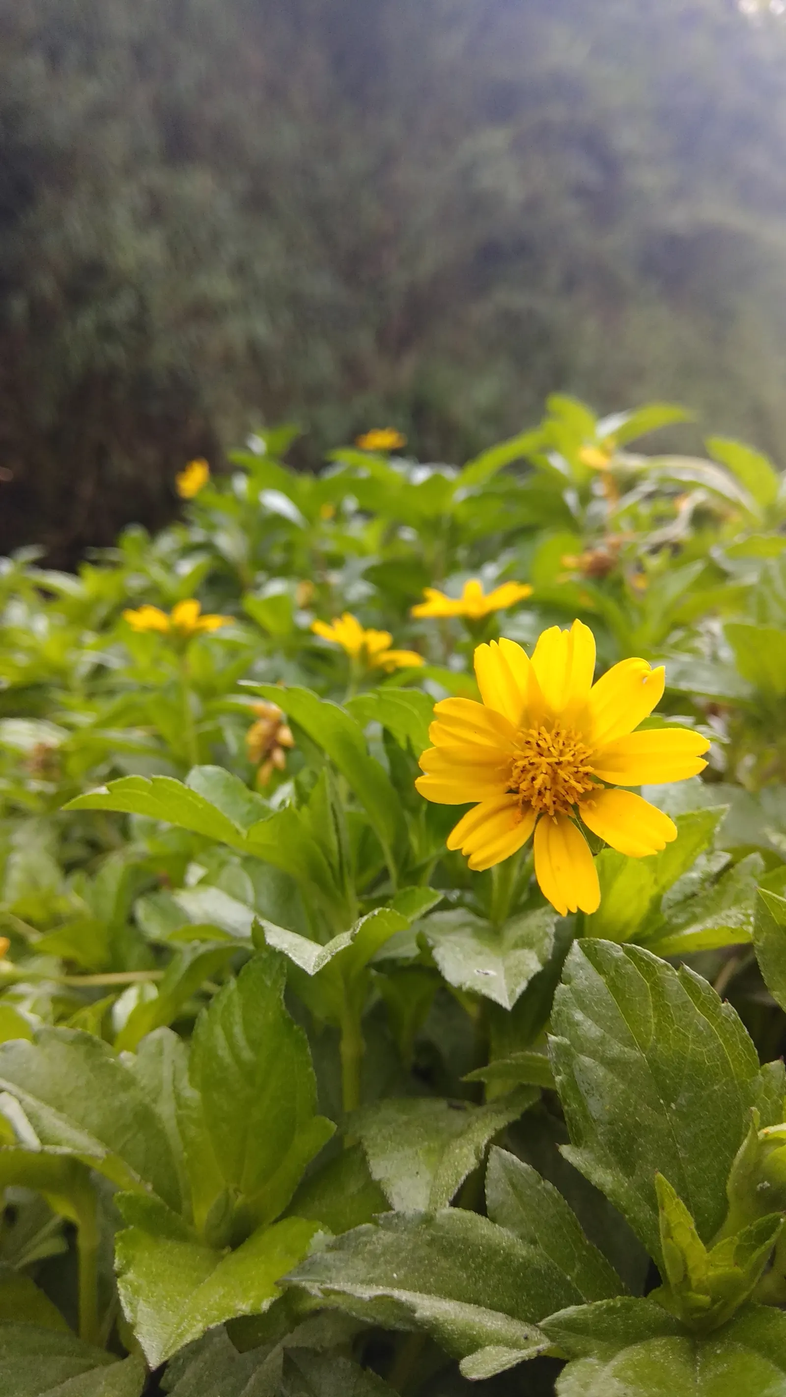Yellow Dot (Wedelia Trilobata) — <br><br>When incorporating Yellow Dot into your landscape; which allows for easy integration with other plants as, image 71