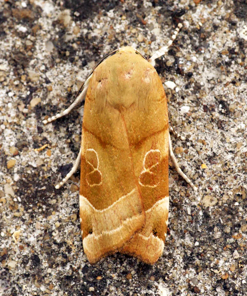 Yellow Dot (Wedelia Trilobata) — Thriving in USDA zones 8 to 11