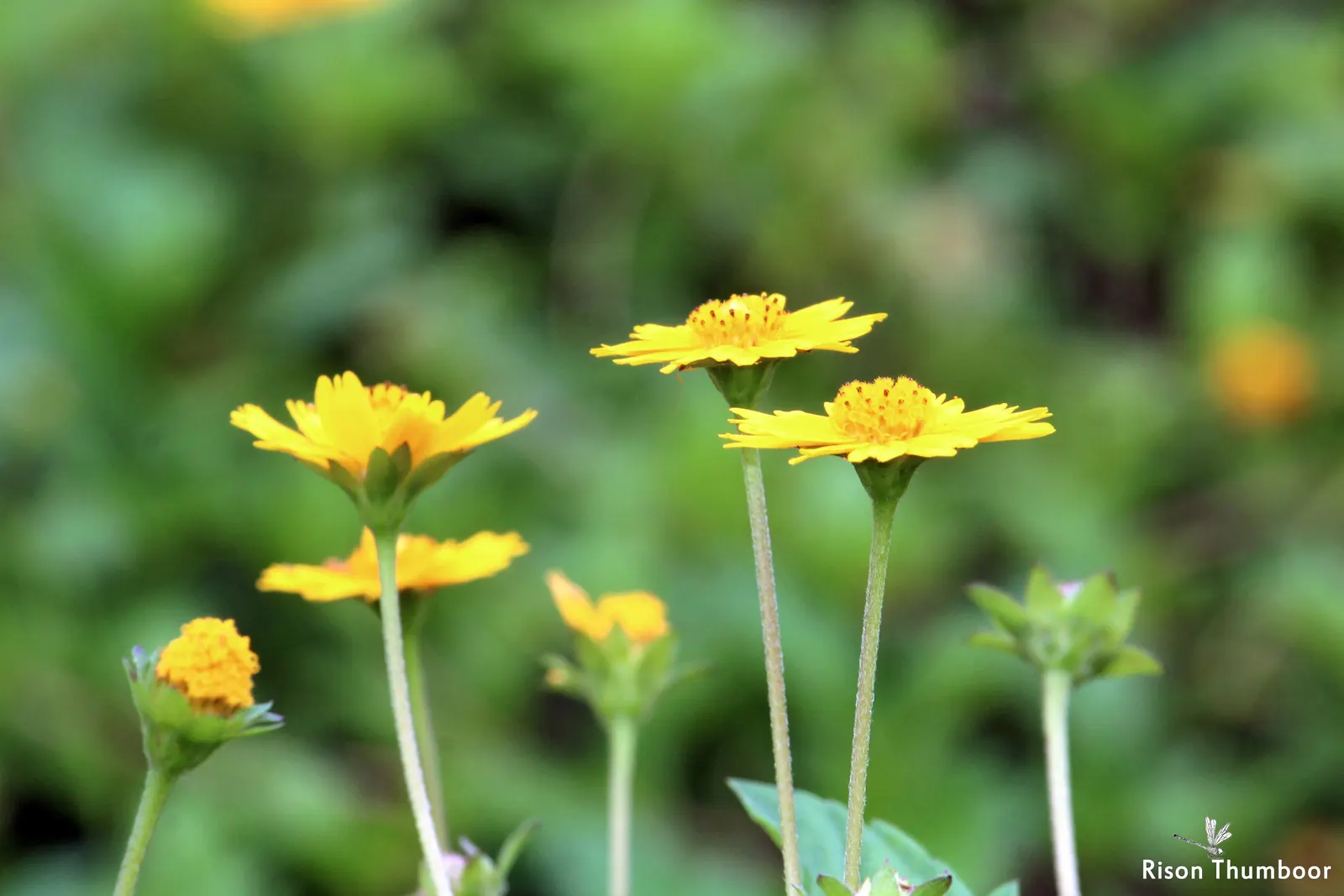 Yellow Dot (Wedelia Trilobata) — With a growth height of about 18 inches