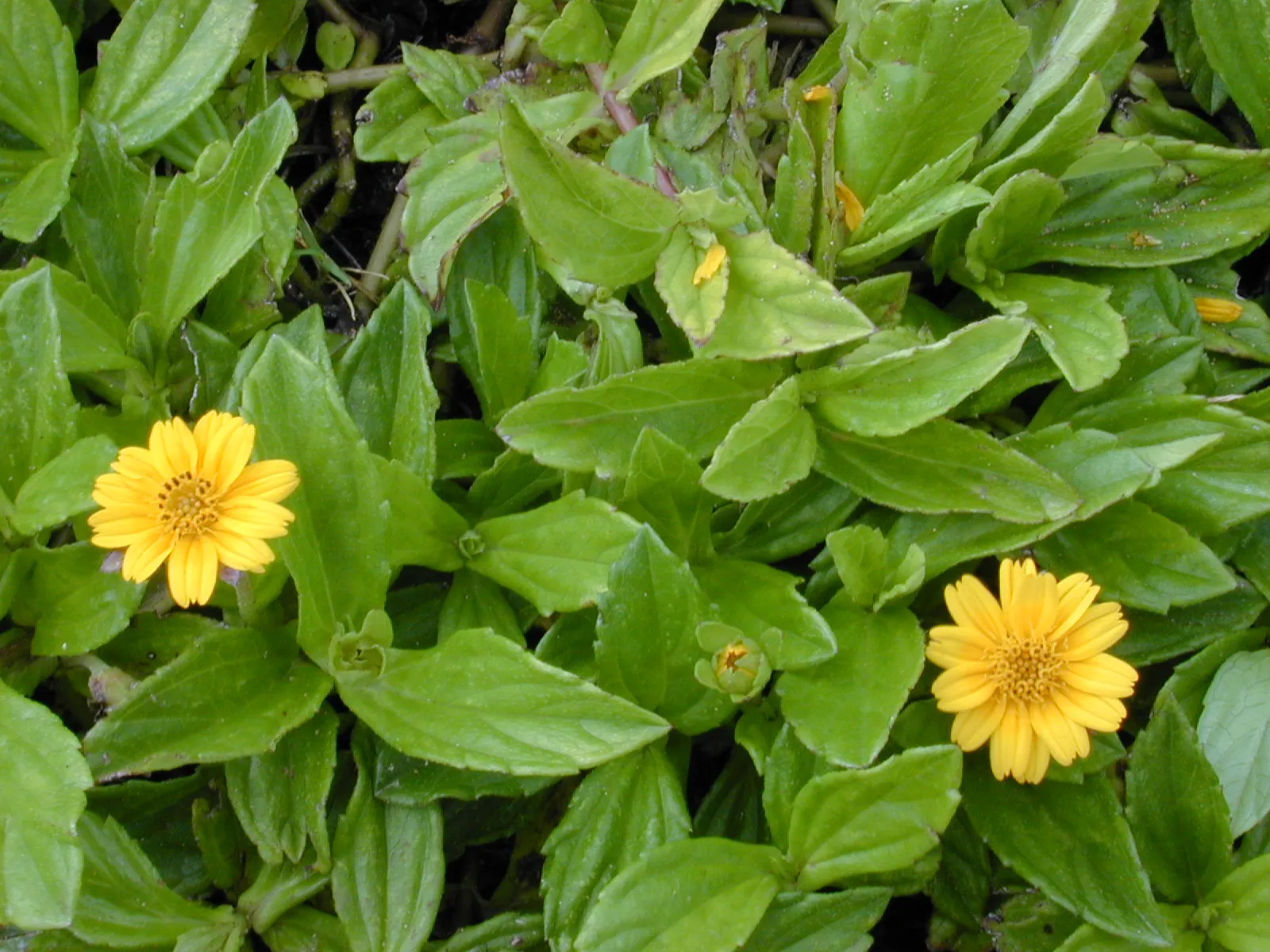 Yellow Dot (Wedelia Trilobata) — flourishing in full sun to partial shade