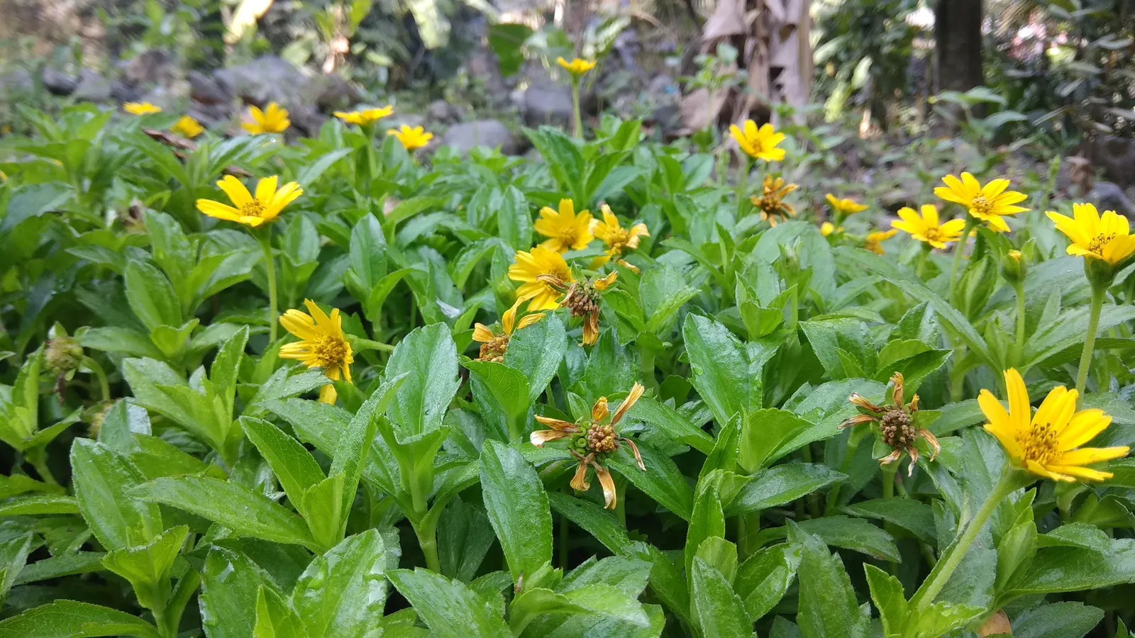 Yellow Dot (Wedelia Trilobata) — it's excellent for erosion control; which allows for easy integration with other plants as underplantings or along, image 63