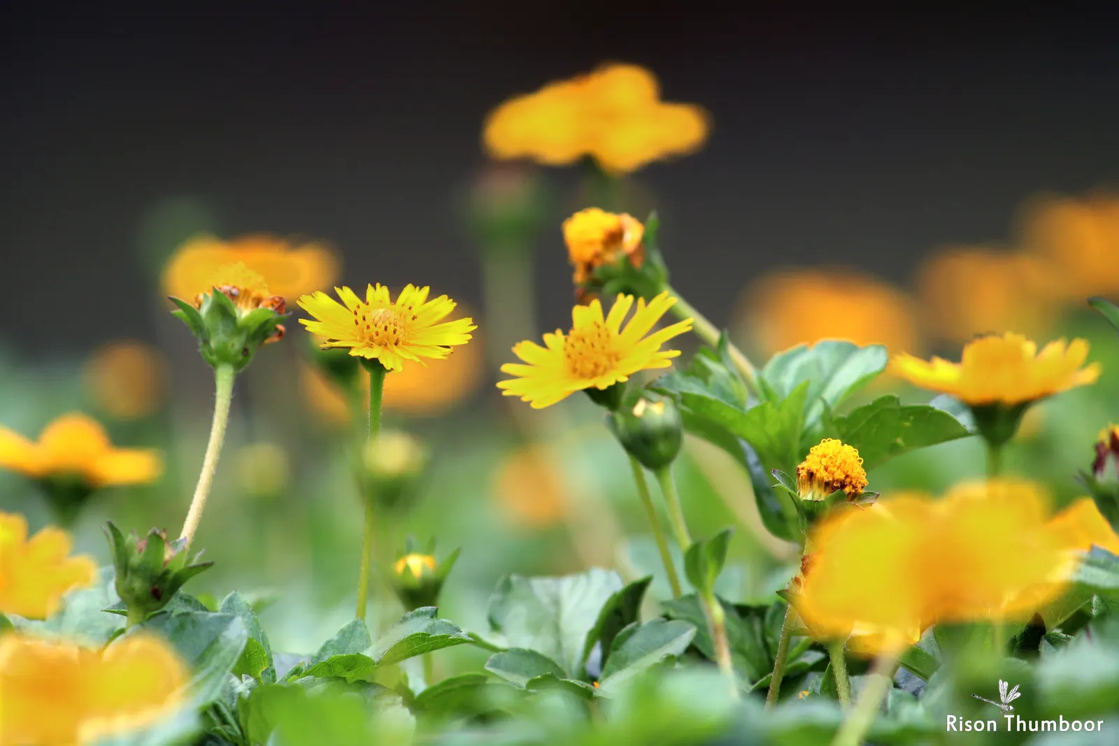 Yellow Dot (Wedelia Trilobata) — which allows for easy integration with other plants as underplantings or along borders; daisy-like yellow flowers