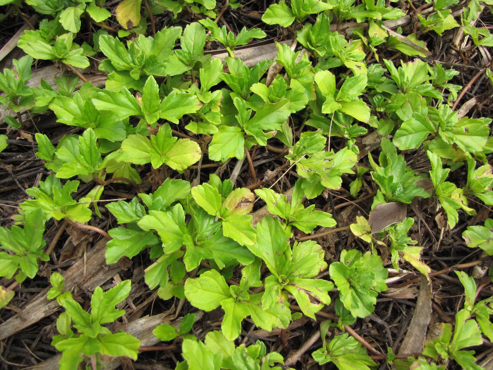 Yellow Dot (Wedelia Trilobata) — which allows for easy integration with other plants as underplantings or along borders; daisy-like yellow flowers, image 74