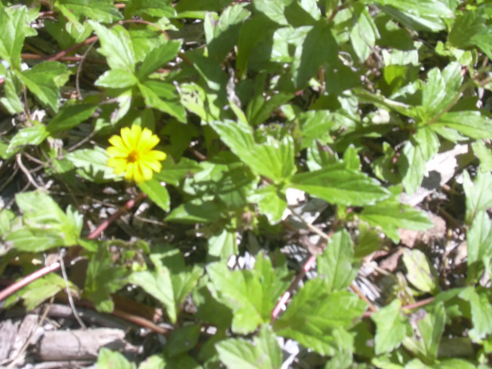Yellow Dot (Wedelia Trilobata) — requiring minimal maintenance once established and preferring well-drained soil; as its flowers attract butterflies and bees