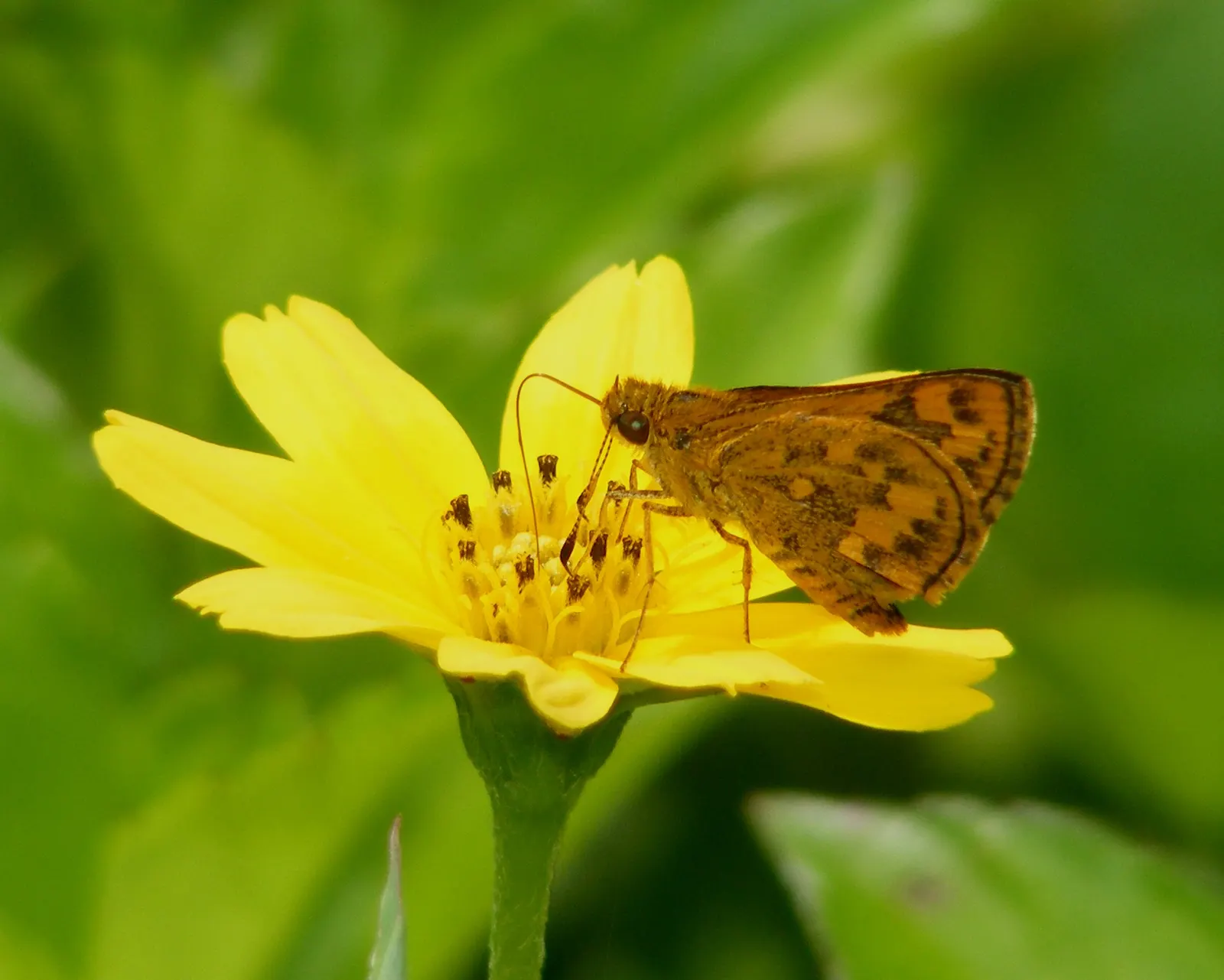 Yellow Dot (Wedelia Trilobata) — you will not only offer a beautiful groundcover solution but also support local pollinators