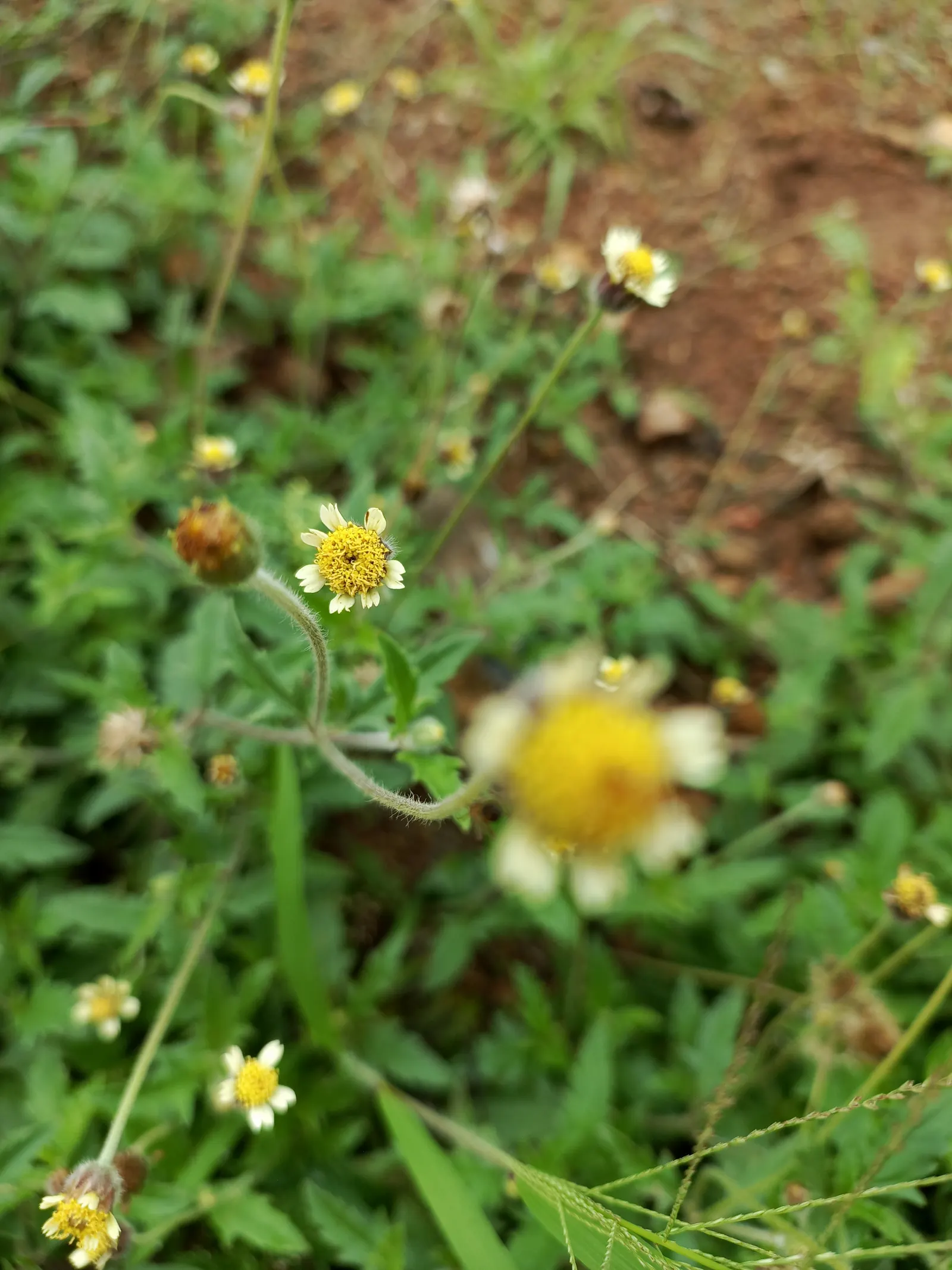 Yellow Dot (Wedelia Trilobata) — This perennial thrives in USDA zones 8-11 and spreads quickly to 3-4 feet wide; as its flowers attract butterflies, image 60
