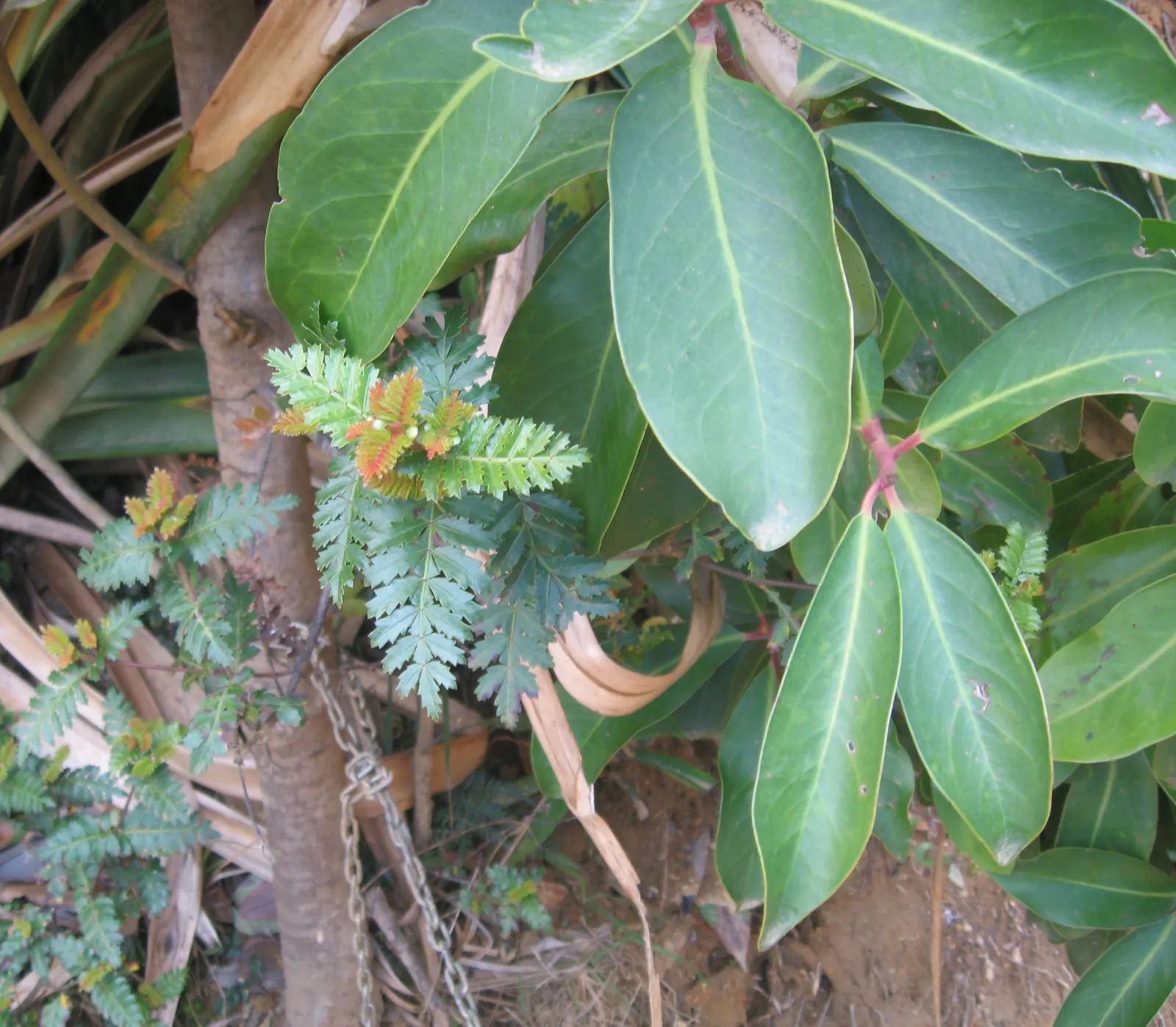 Winter's Bark (Drimys Winteri) — is a striking evergreen tree native to the cool temperate forests of South America; well-suited for a landscape focal point