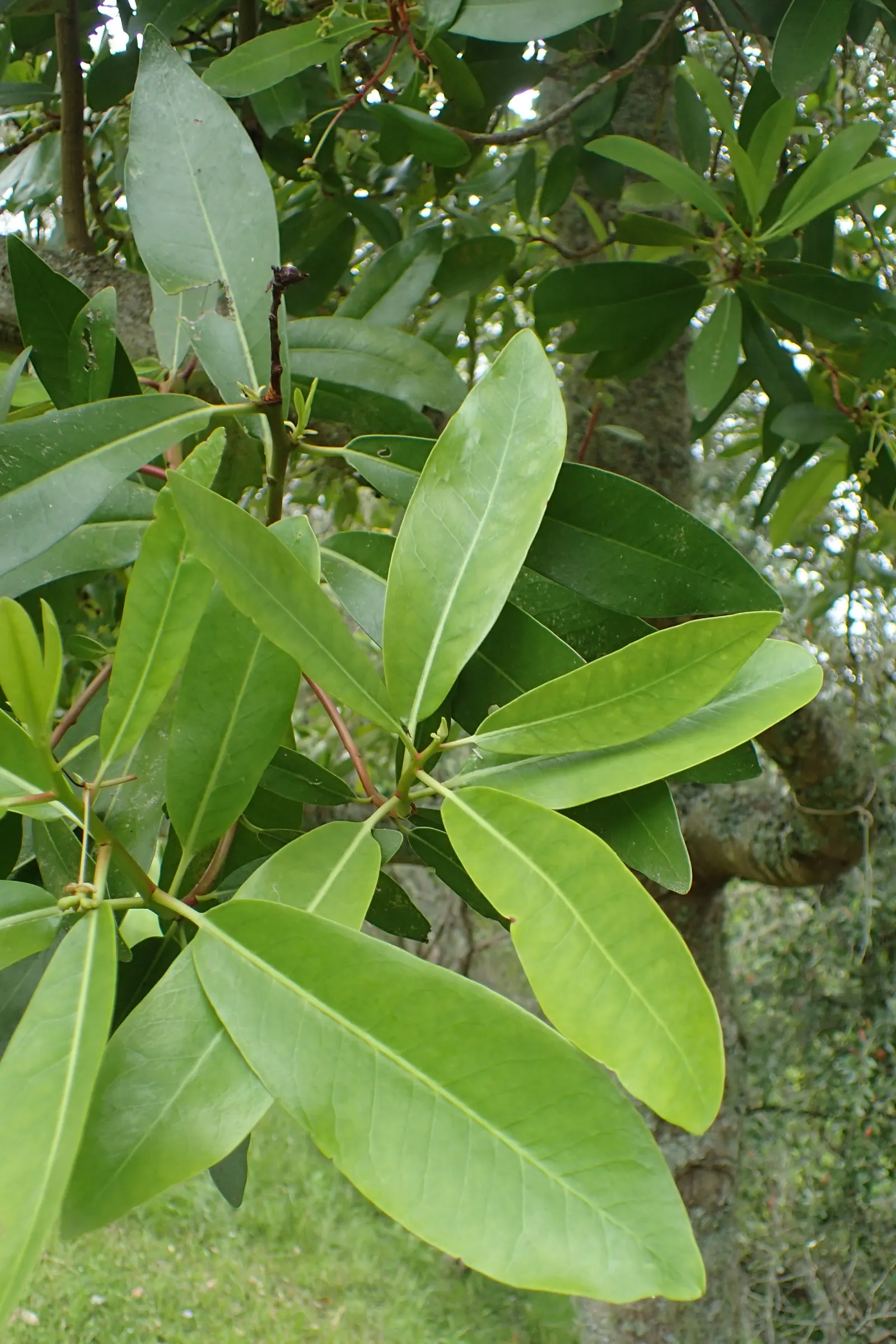 Winter's Bark (Drimys Winteri) — lance-shaped leaves that are a glossy dark green; is an evergreen tree native to South America