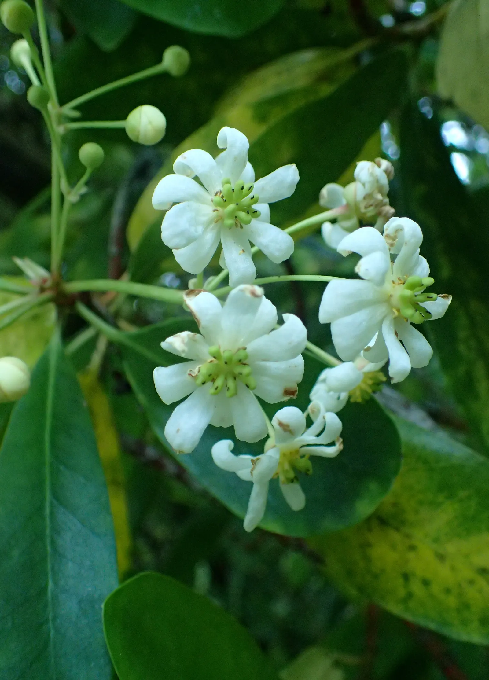 Winter's Bark (Drimys Winteri) — is a striking evergreen tree native to the cool temperate forests of South America; well-suited for a landscape, image 52