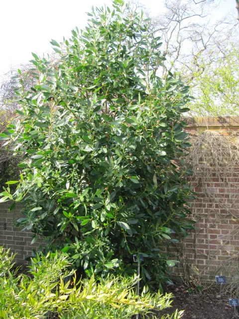 Winter's Bark (Drimys Winteri) — providing contrast against dark green foliage; winter's Bark typically grows to a mature height of 15 to 25 feet with a spread
