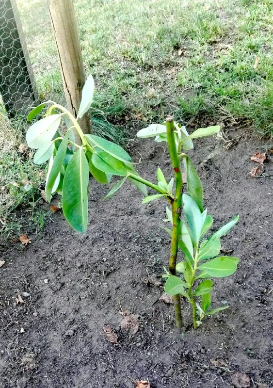 Winter's Bark (Drimys Winteri) — creamy-white flowers bloom in late spring to early summer; lance-shaped leaves that are a glossy dark green, image 71