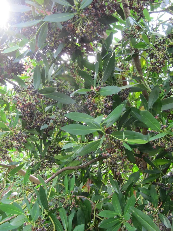 Winter's Bark (Drimys Winteri) — is an evergreen tree native to South America; it reaches up to 20-60 feet in height and spreads about 15-20 feet