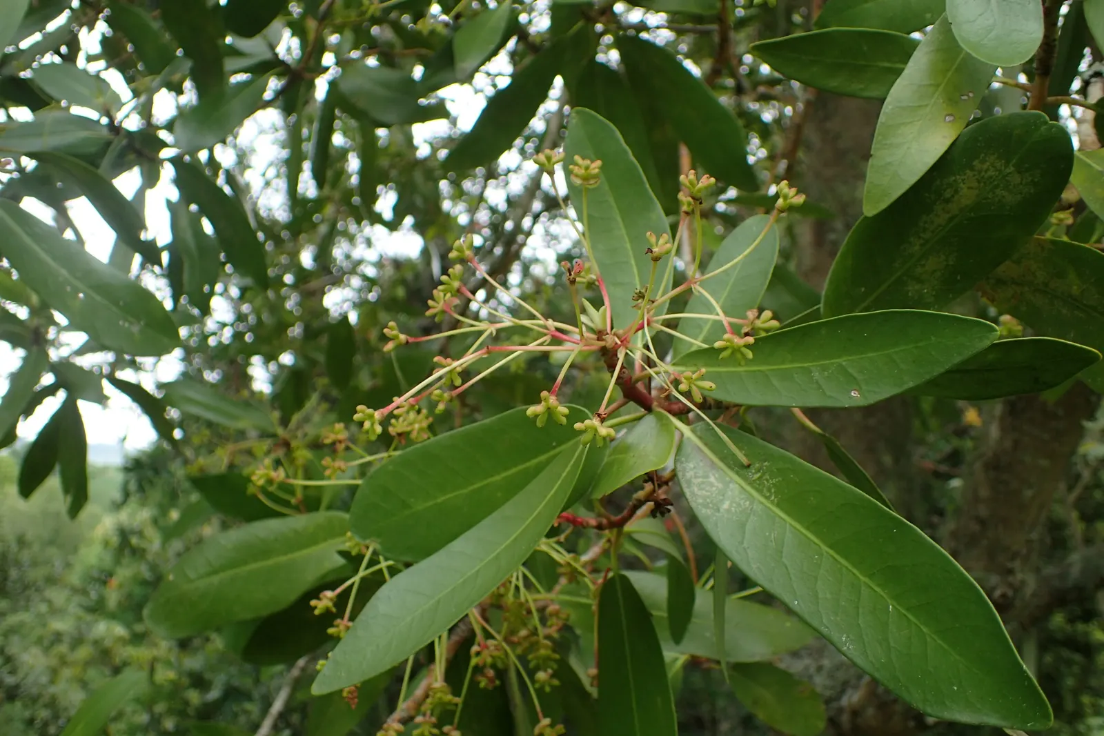 Winter's Bark (Drimys Winteri) — Prefers well-drained, acidic soil and partial shade to full sun; notably appreciated for its aromatic