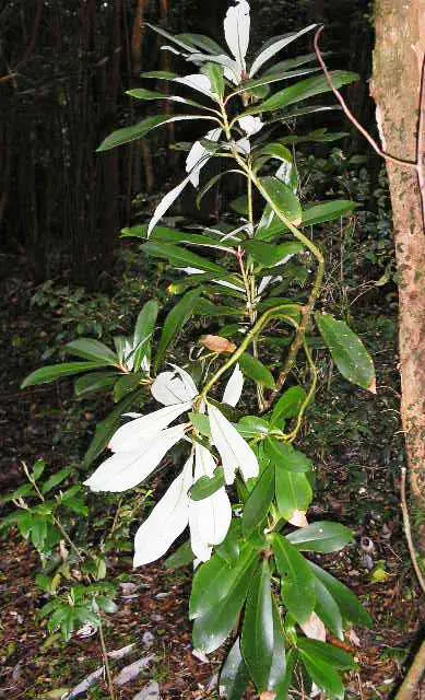 Winter's Bark (Drimys Winteri) — making it suitable for small to medium-sized gardens; yet showy blooms appear in clusters at the ends of the branches from