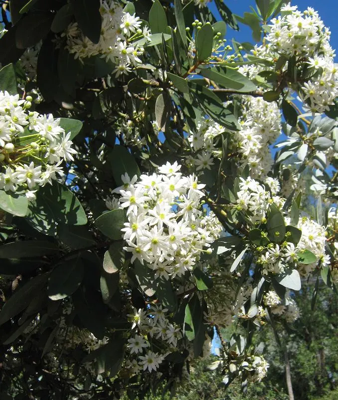 Winter's Bark (Drimys Winteri) — creamy-white flowers bloom in late spring to early summer; lance-shaped leaves that are a glossy dark green