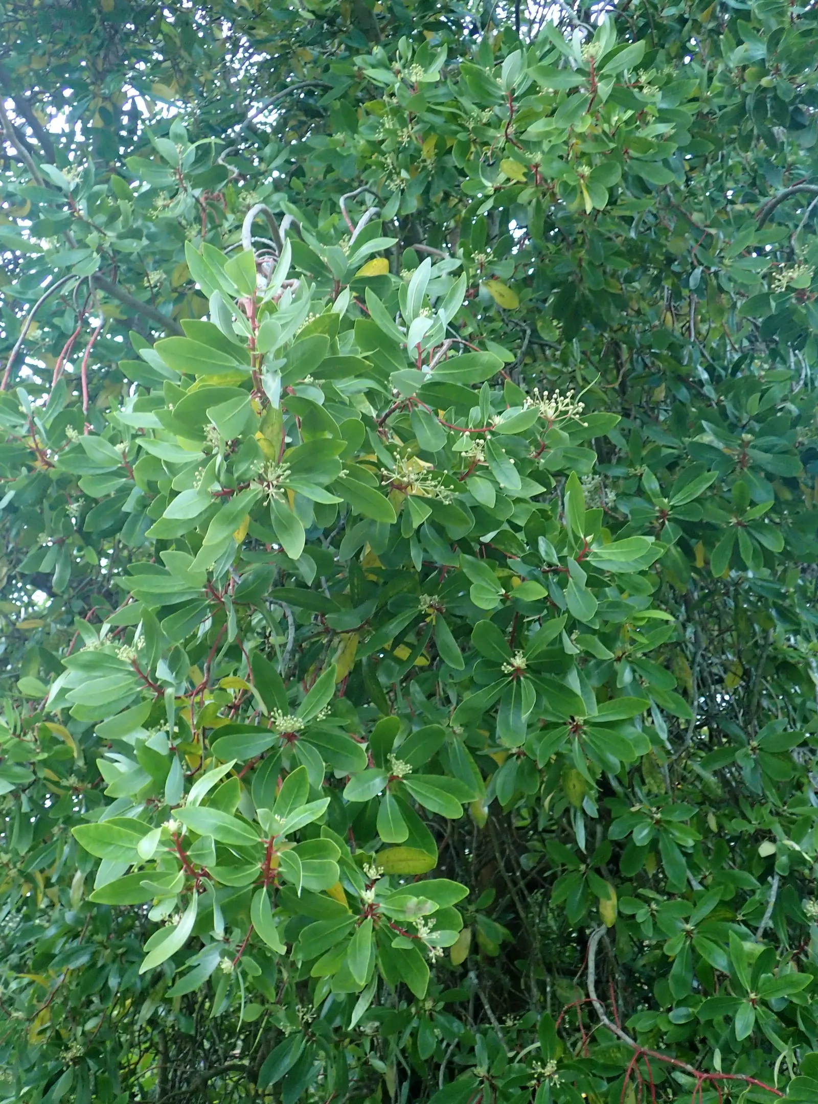 Winter's Bark (Drimys Winteri) — measuring approximately 2 to 4 inches in length