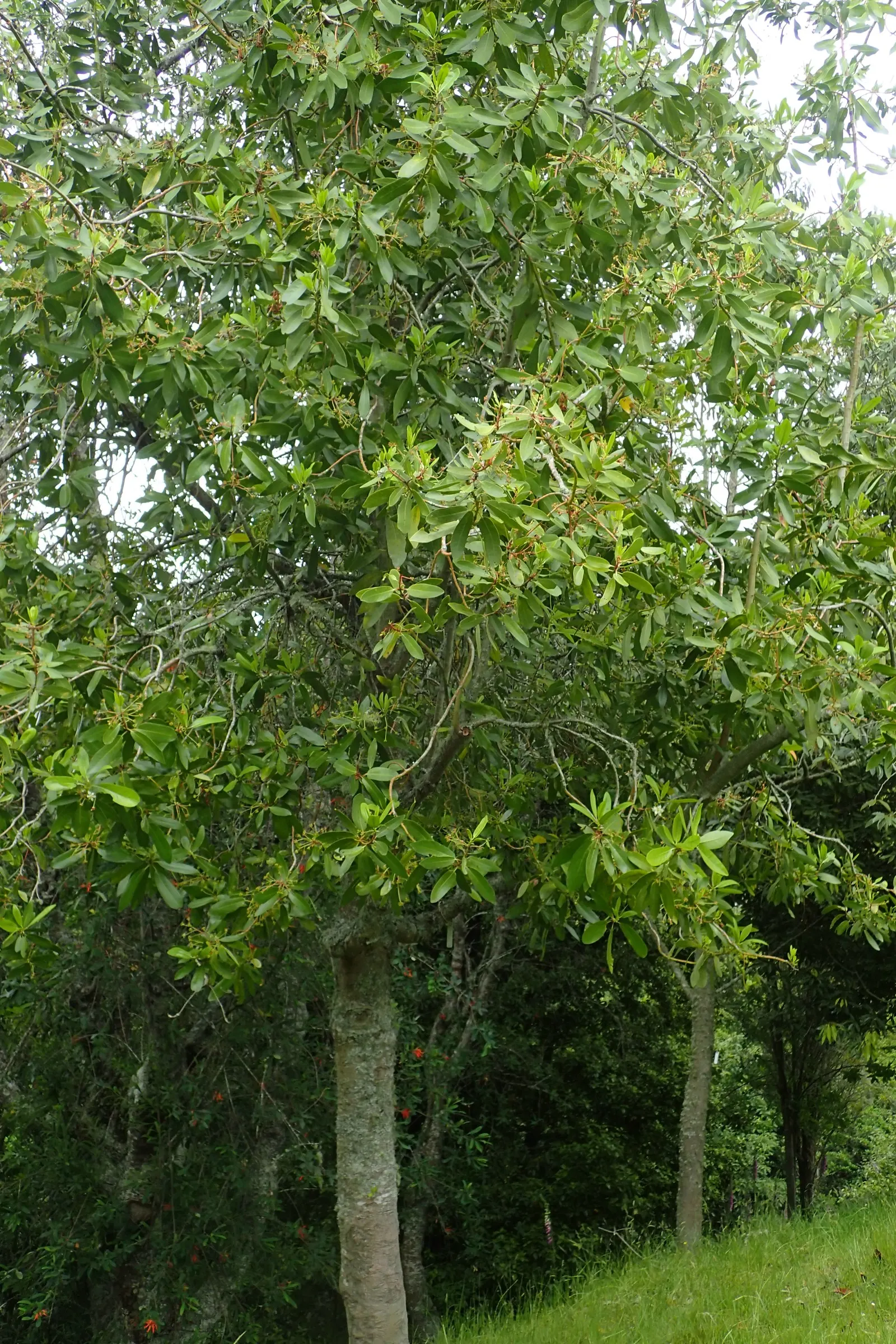 Winter's Bark (Drimys Winteri) — tree with white blooms