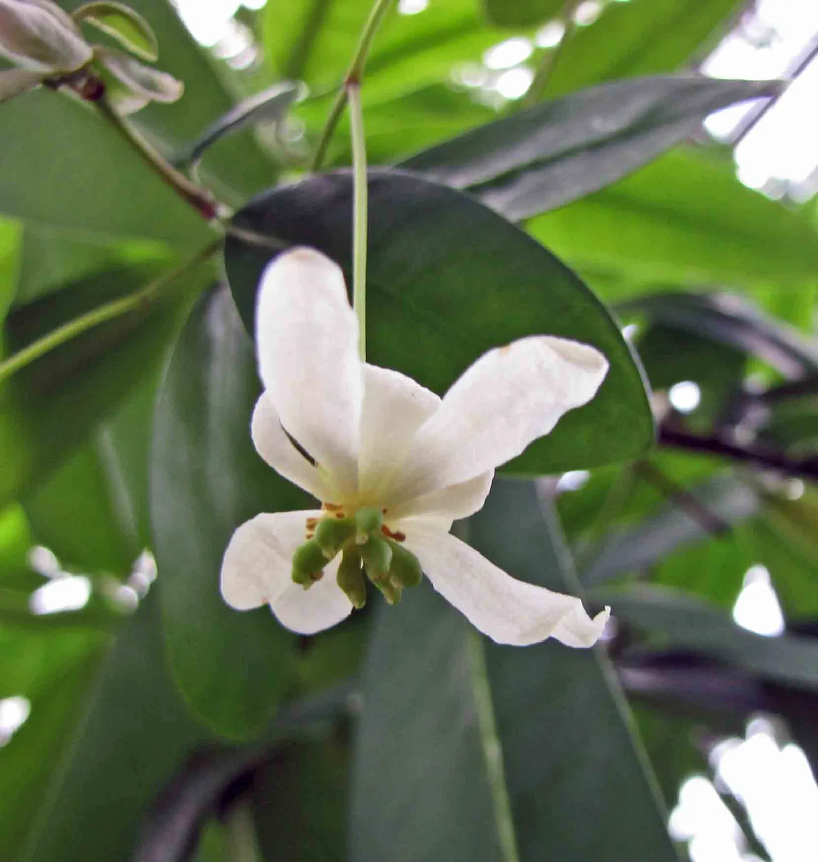 Winter's Bark (Drimys Winteri) — tree with white blooms; the foliage has a peppery scent when crushed, image 65