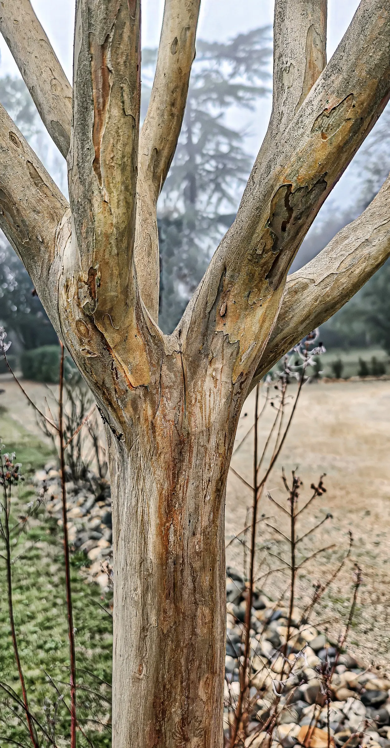 Winter's Bark (Drimys Winteri) — tree for full or half; this plant offers both aesthetic appeal and a touch of history to your landscape design, image 88
