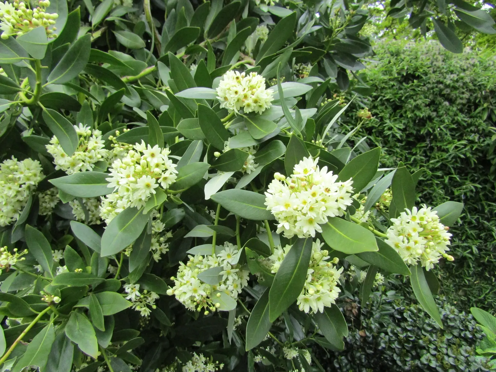 Winter's Bark (Drimys Winteri) — making it suitable for small to medium-sized gardens
