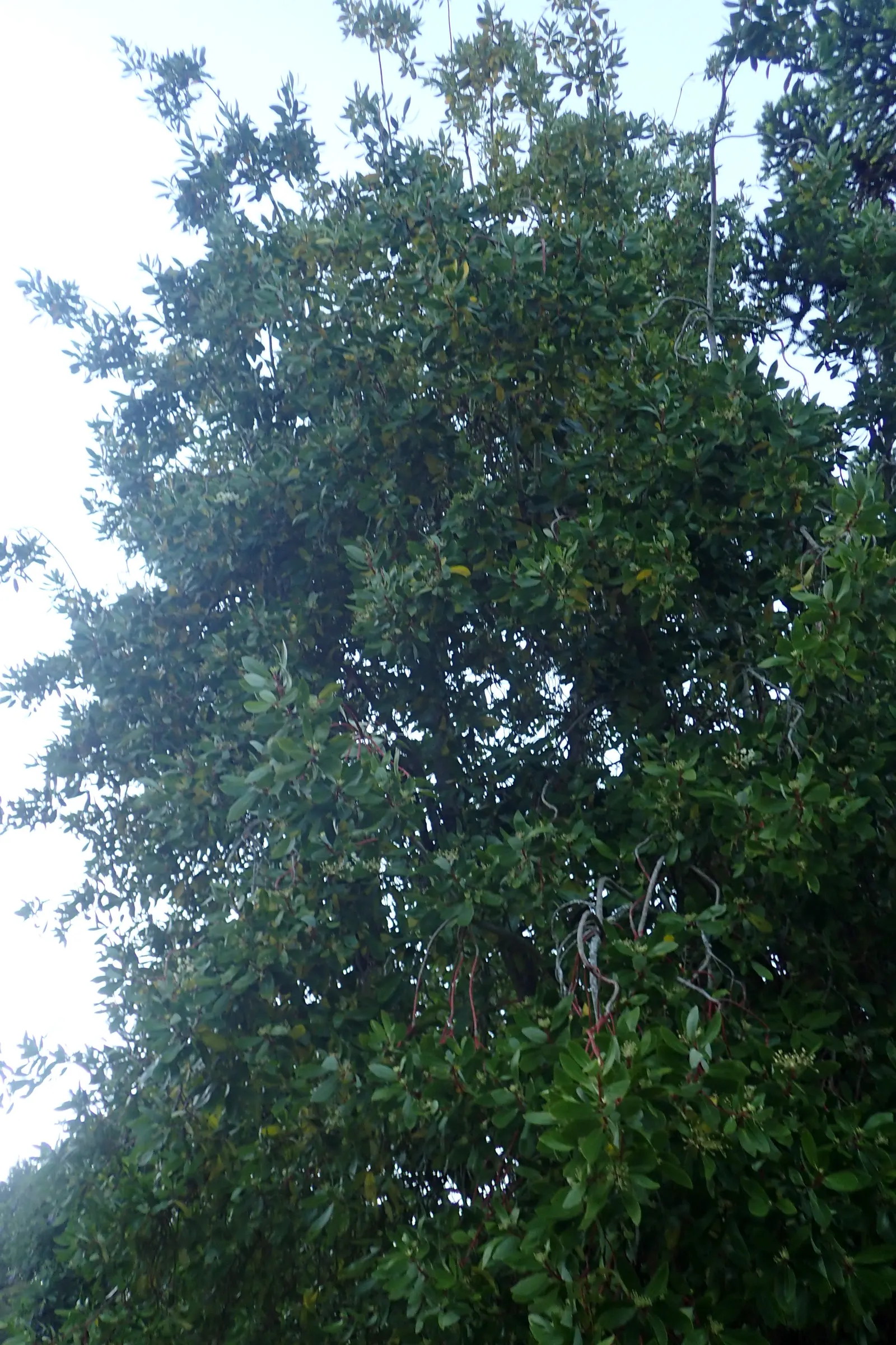 Winter's Bark (Drimys Winteri) — Winter's Bark typically grows to a mature height of 15 to 25 feet with a spread of 10 to 15 feet; providing, image 61