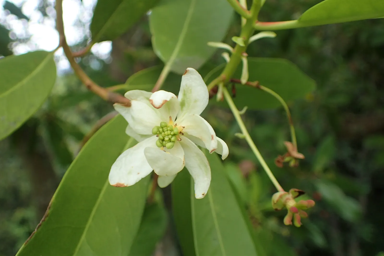Winter's Bark (Drimys Winteri) — it requires well-drained soil and thrives in full sun to part shade