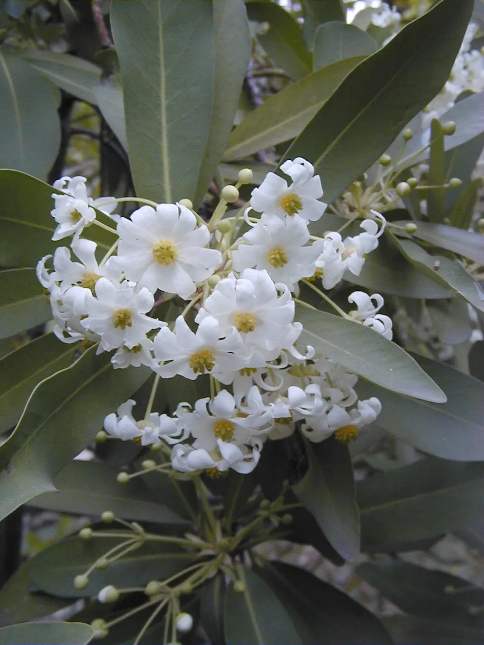 Winter's Bark (Drimys Winteri) — it requires well-drained soil and thrives in full sun to part shade; providing welcome interest during a season, image 81