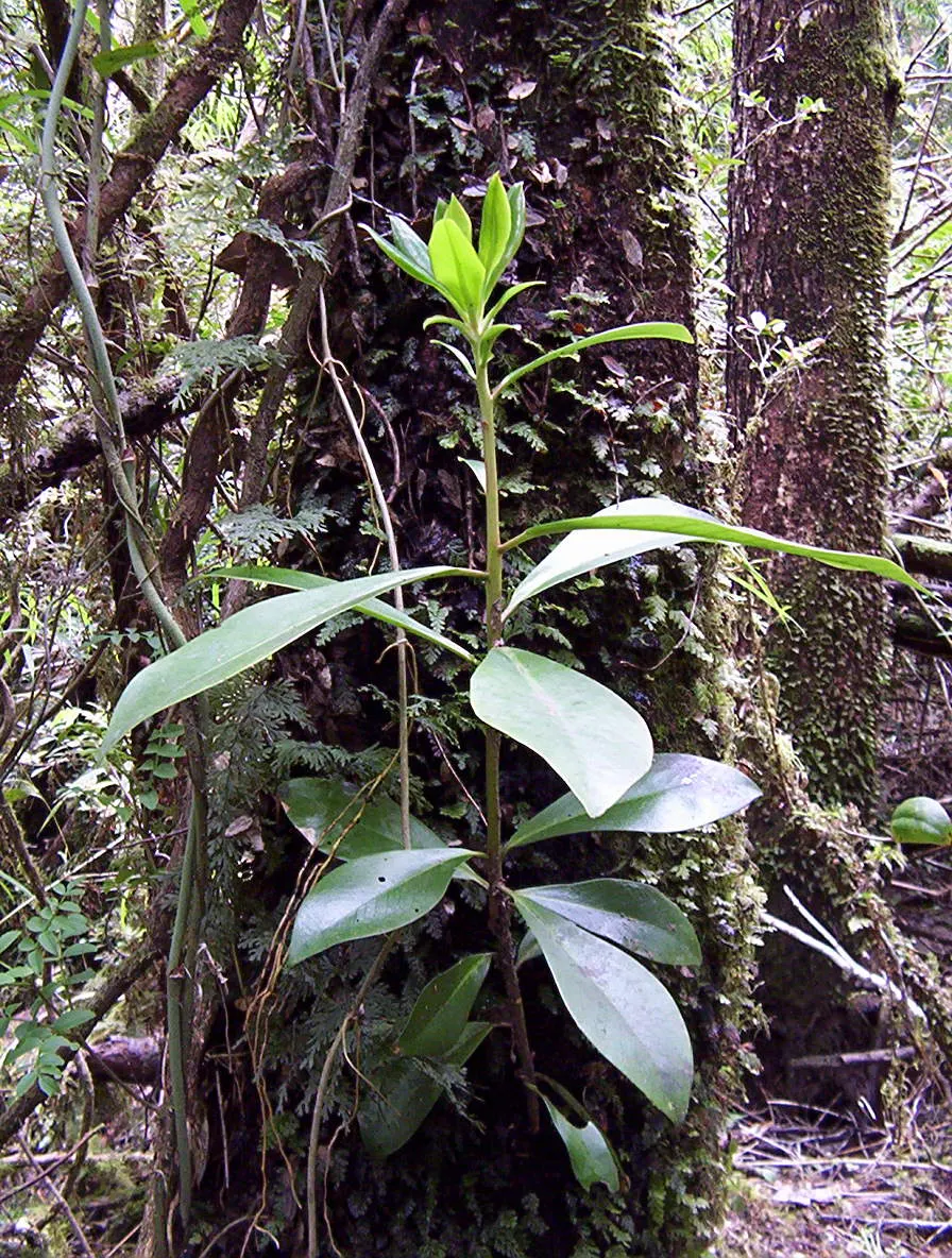 Winter's Bark (Drimys Winteri) — it requires well-drained soil and thrives in full sun to part shade; providing welcome interest during a season when color can