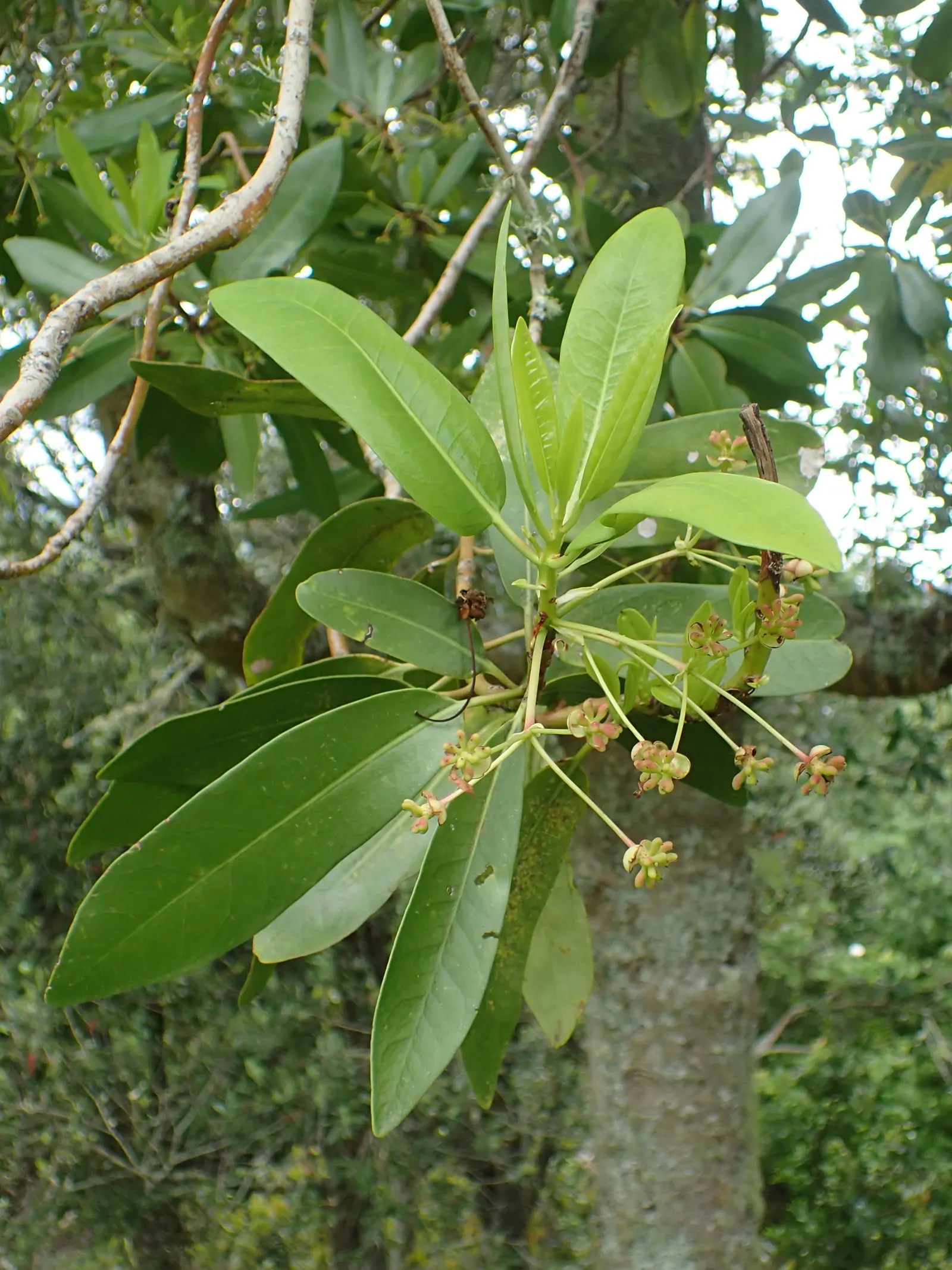Winter's Bark (Drimys Winteri) — Prefers well-drained, acidic soil and partial shade to full sun; notably appreciated for its aromatic, image 73