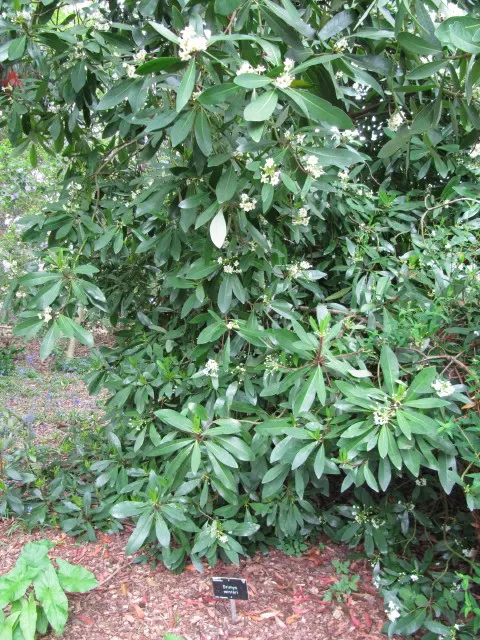 Winter's Bark (Drimys Winteri) — cinnamon-scented bark and leathery; making it suitable for small to medium-sized gardens, image 69