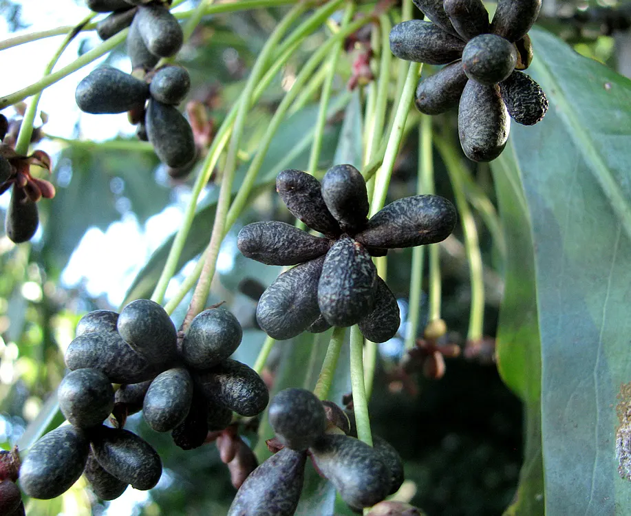 Winter's Bark (Drimys Winteri) — Well-suited for a landscape focal point; an ideal location would provide protection from strong winds to prevent damage to its