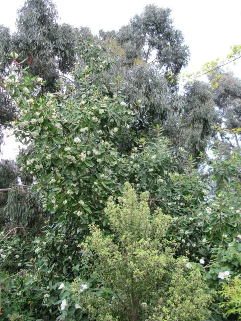 Winter's Bark (Drimys Winteri) — lance-shaped leaves that are a glossy dark green