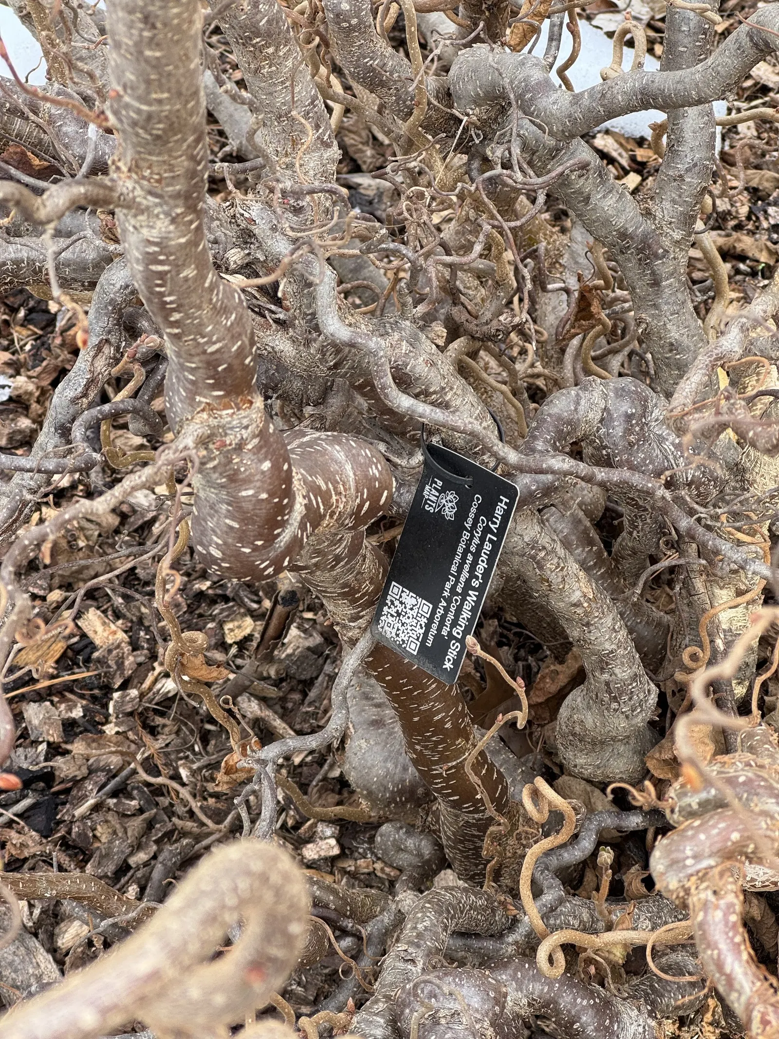 Winter's Bark (Drimys Winteri) — lance-shaped leaves that are a glossy dark green; is an evergreen tree native to South America, image 54
