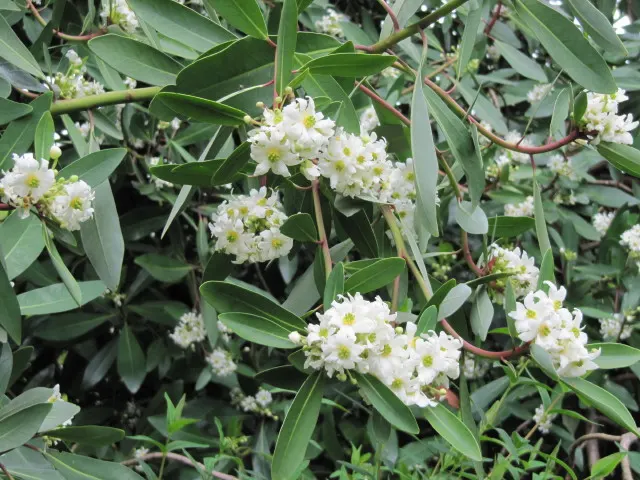 Winter's Bark (Drimys Winteri) — Well-suited for a landscape focal point; an ideal location would provide protection from strong winds to prevent, image 75