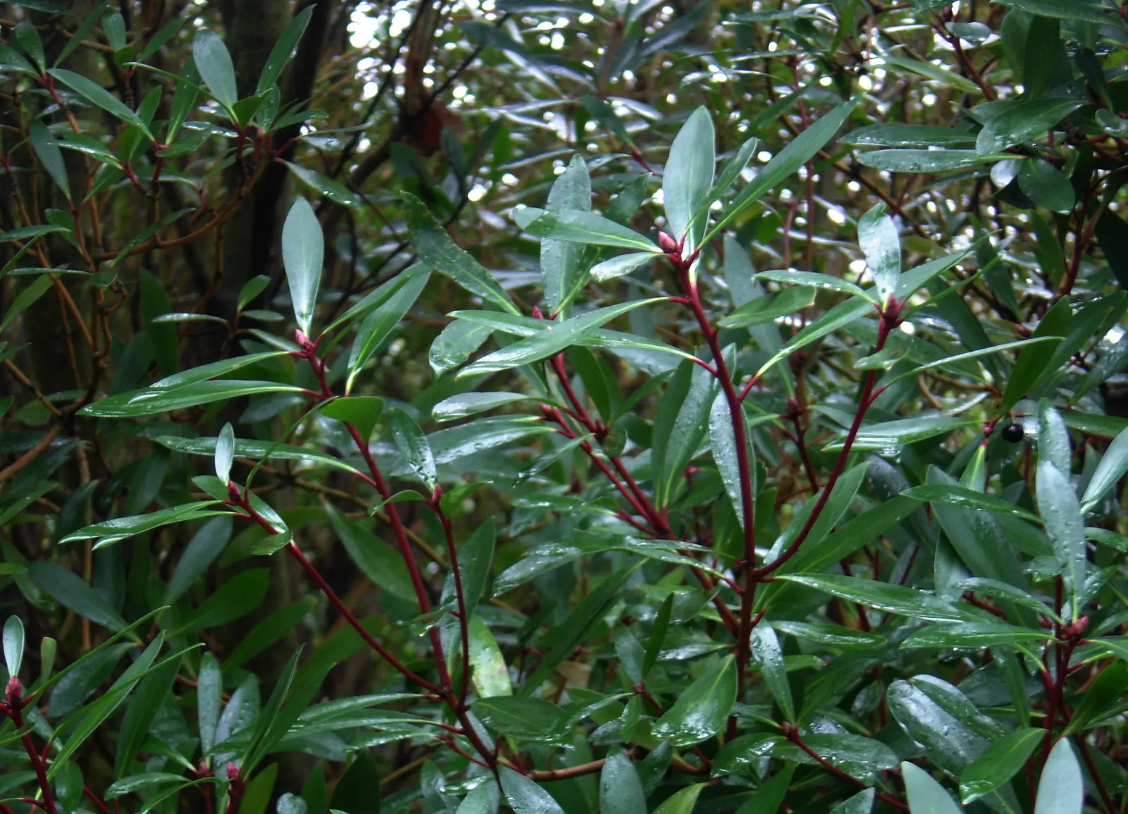 Winter's Bark (Drimys Winteri) — notably appreciated for its aromatic; measuring approximately 2 to 4 inches in length