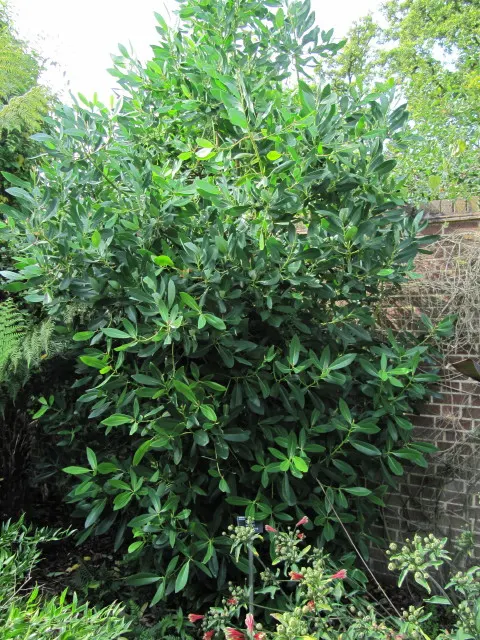Winter's Bark (Drimys Winteri) — providing contrast against dark green foliage; winter's Bark typically grows to a mature height of 15 to 25 feet, image 50