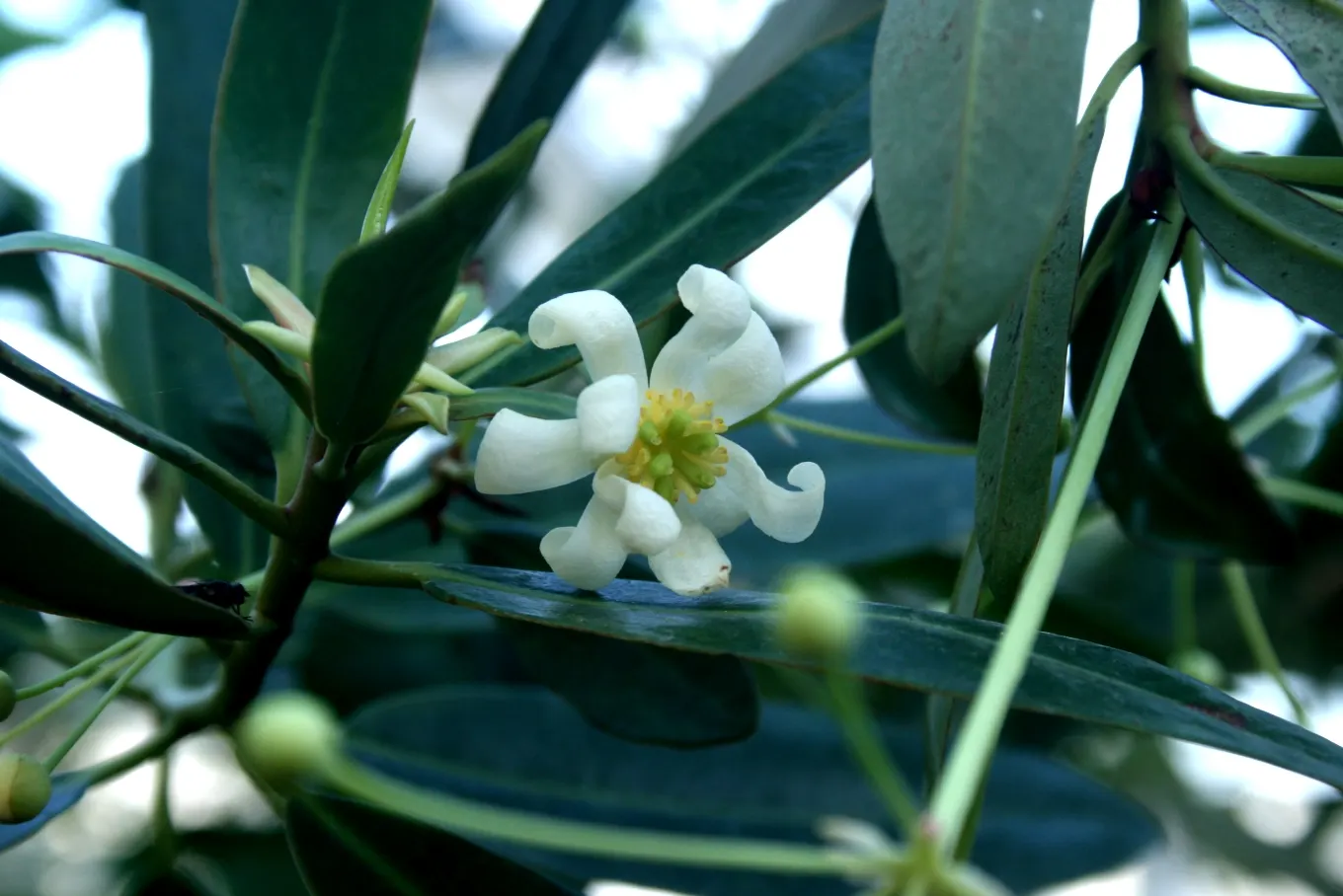 Winter's Bark (Drimys Winteri) — tree with white blooms; the foliage has a peppery scent when crushed, image 87