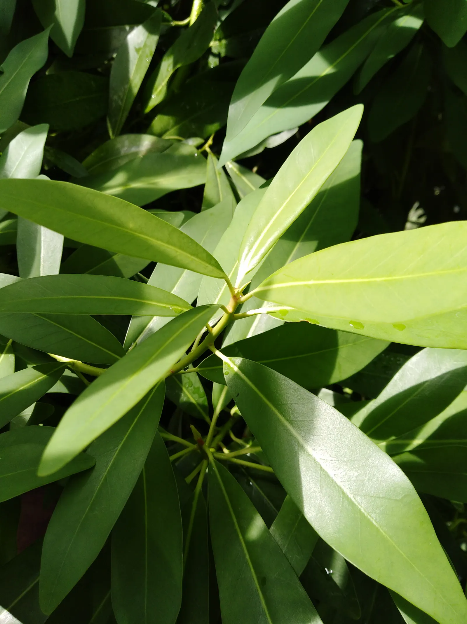 Winter's Bark (Drimys Winteri) — notably appreciated for its aromatic; measuring approximately 2 to 4 inches in length, image 90