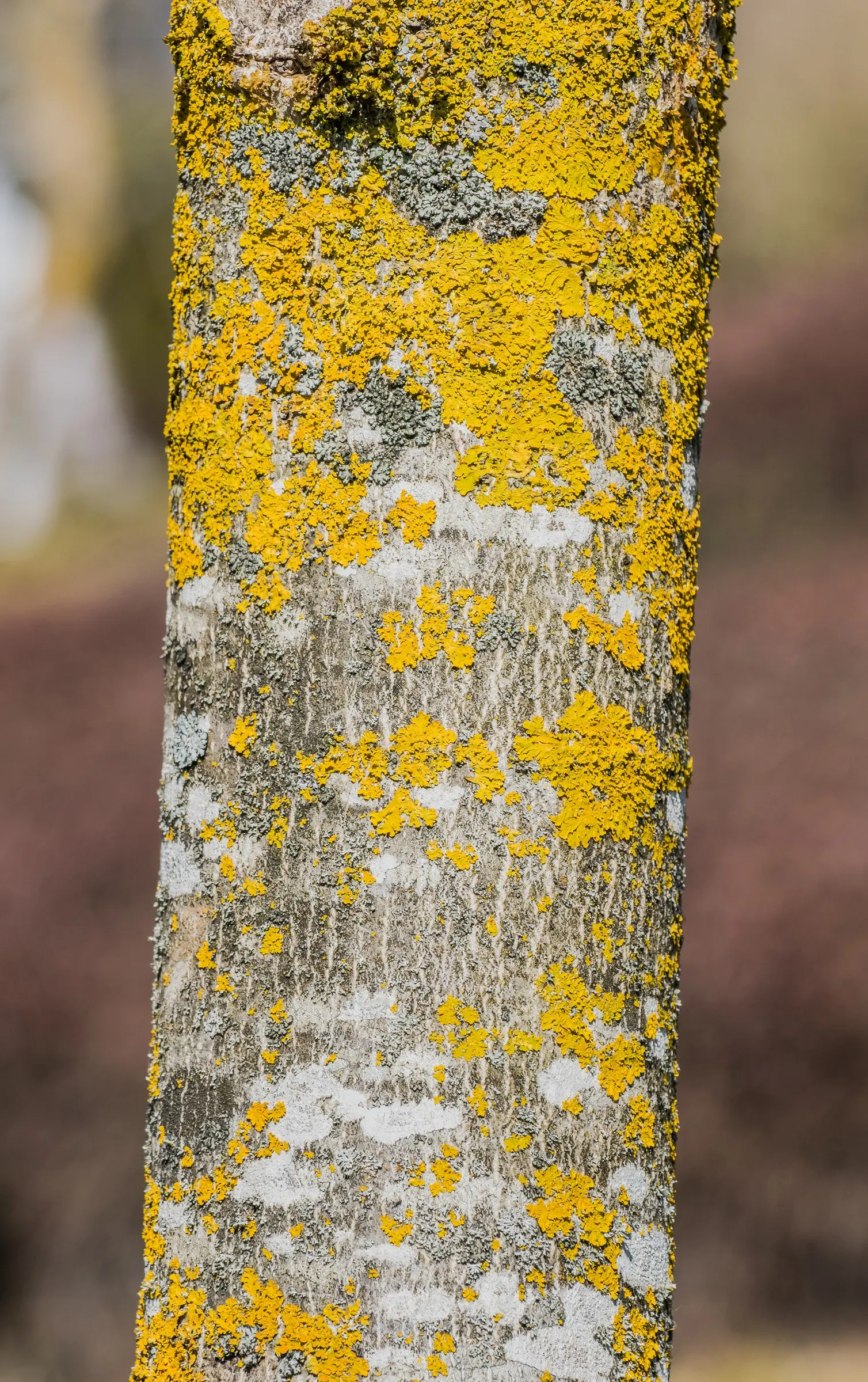 Winter's Bark (Drimys Winteri) — making it suitable for small to medium-sized gardens; yet showy blooms appear in clusters at the ends of the, image 84