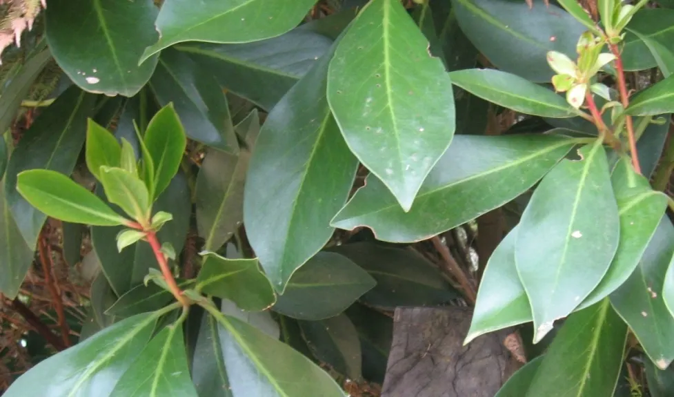 Winter's Bark (Drimys Winteri) — Winter's Bark typically grows to a mature height of 15 to 25 feet with a spread of 10 to 15 feet; providing, image 83
