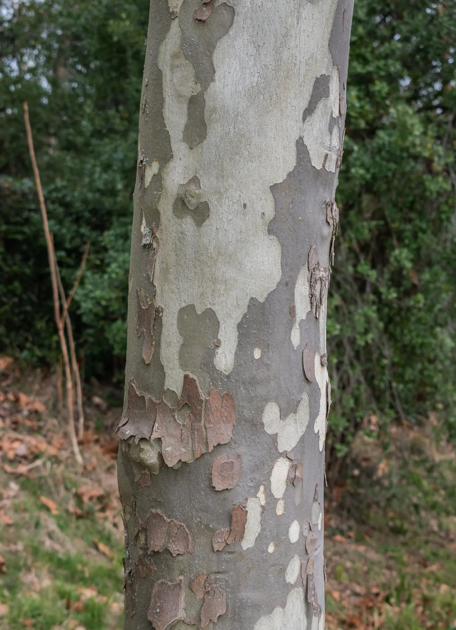 Winter's Bark (Drimys Winteri) — tree with white blooms; the foliage has a peppery scent when crushed