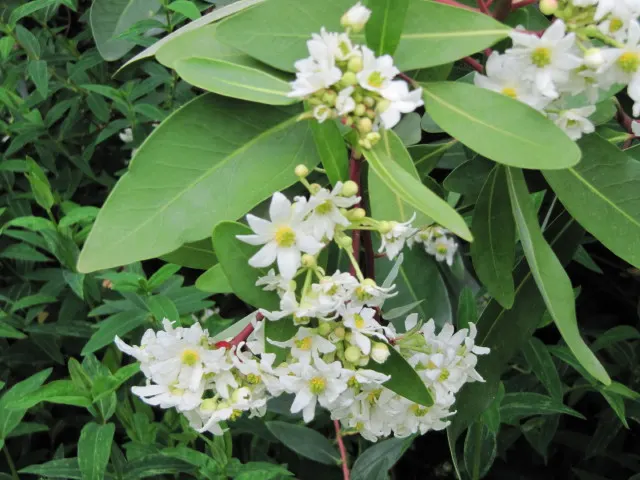 Winter's Bark (Drimys Winteri) — it requires well-drained soil and thrives in full sun to part shade; providing welcome interest during a season, image 59
