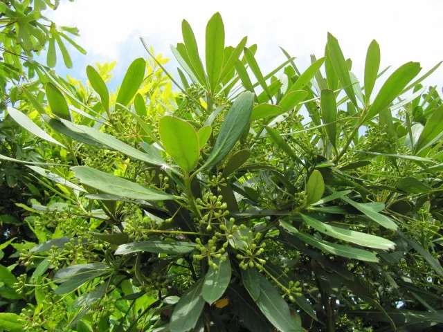 Winter's Bark (Drimys Winteri) — Prefers well-drained, acidic soil and partial shade to full sun